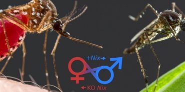 Ученые нашли «генетическое оружие» для изменения пола комаров