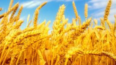 В Украине снизится урожай пшеницы