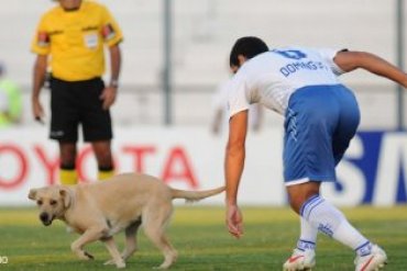 Матч за Кубок Либертадорес остановили из-за смешной собаки