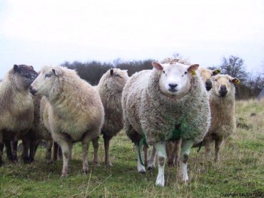 Отара овец, наевшись конопли, напала на деревню