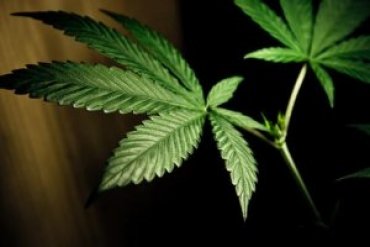 Глава Нацбанка Кыргызстана предложил срочно легализовать марихуану в стране