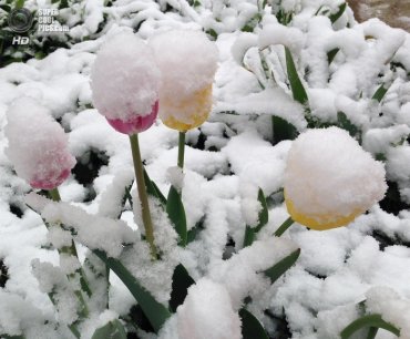 В Украине продолжатся майские снегопады
