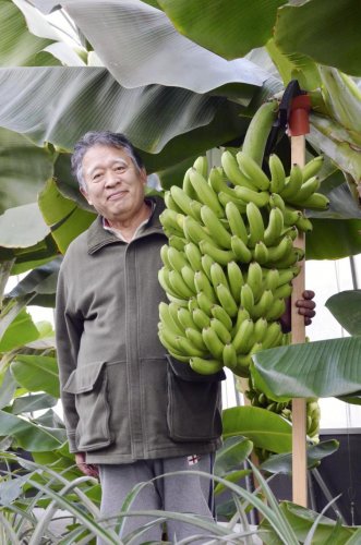 Селекционеры вывели морозоустойчивые бананы