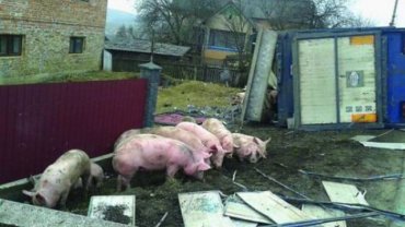 В России из перевернувшегося грузовика сбежали свиньи