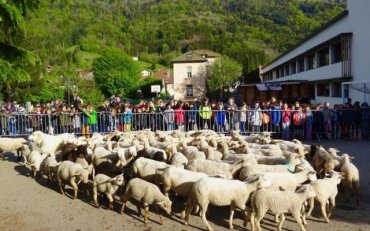 Во Франции овец зачислили в школу, чтобы заполнить класс