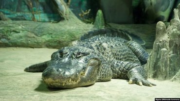 В московском зоопарке умер «любимый крокодил Гитлера»