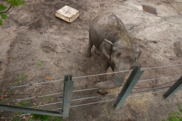 В США слониха подала в суд на зоопарк