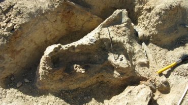 В Австралии нашли череп неизвестной рептилии
