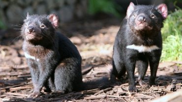 Тасманийские дьяволы впервые за три тысячи лет родились на материковой Австралии