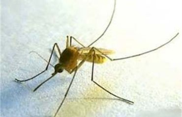 Ученые установили, что помогает комарам избежать смерти во время дождя
