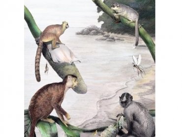 Предки человека и обезьян пришли в Африку из Азии