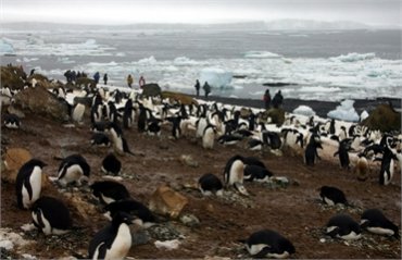 В Лондоне опубликовали исследование 100-летней давности о пингвинах-некрофилах