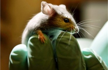 Биологи искуственно состарили мышь