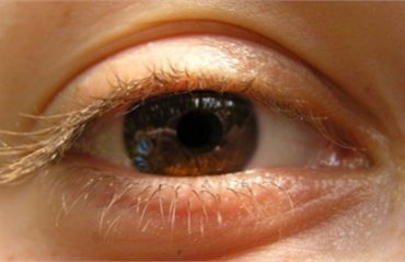 Японские специалисты вырастили сетчатку человеческого глаза из стволовых клеток
