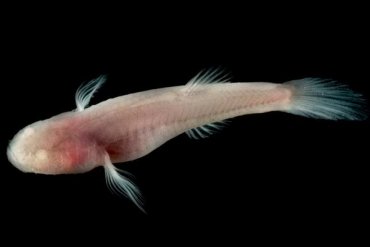 Ученые: Глубоководные рыбы не только не видят, но еще и плохо слышат