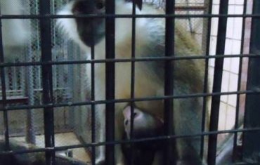 Детеныша мартышки в киевском зоопарке назовут Титушко
