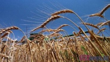 Рекордный урожай зерна в Украине