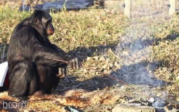 Ученые в США научили шимпанзе готовить пищу
