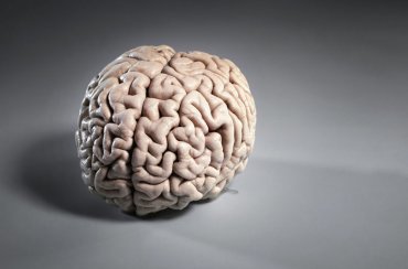 Ученые научились выращивать человеческий мозг