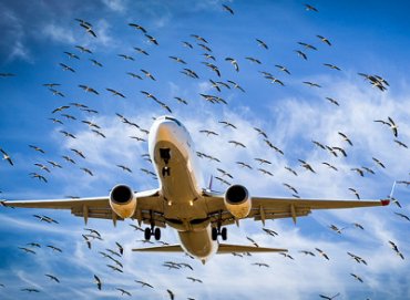 Ученые намерены создать металл для самолетов, к которому не прилипают кишки птиц