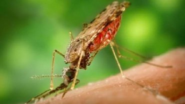 Вакцинация комаров – спасение от малярии