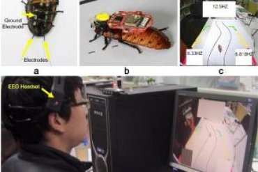 Китайцы научились контролировать тараканов силой мысли
