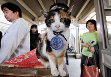 В Японии умершую кошку возвели в статус божества