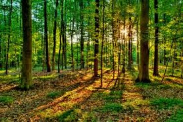 Загадки лесов нашей планеты