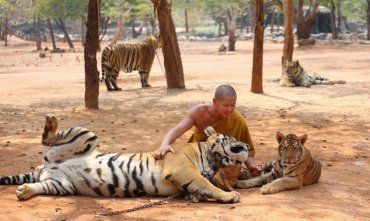 40 мертвых тигрят нашли в холодильнике в буддийском монастыре Таиланда