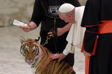 Итальянский дрессировщик рассказал, как прошла аудиенция его тигра у Папы Римского