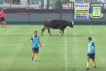 Корова выбежала на футбольное поле во время матча в Болгарии
