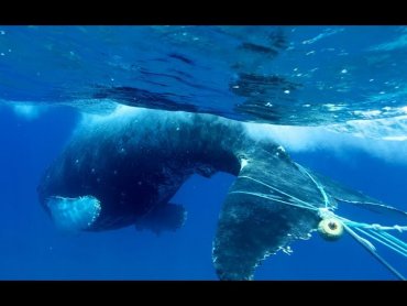 В США запутавшихся в сетях китов спасают дроны