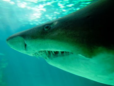 Уникальных светящихся акул нашли в водах Калифорнии