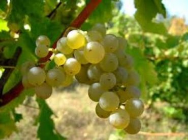 Грузия планирует культивировать виноградную лозу на Марсе