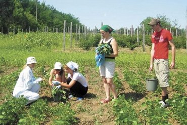 Почему украинцы больше не хотят работать на клубничных плантациях в Польше