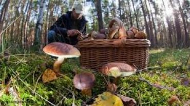 Россиянам позволят свободно собирать грибы и ягоды