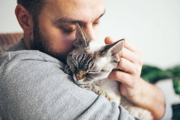 Ученые нашли способ снижения уровня аллергена кошек