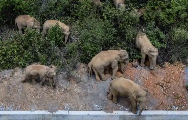 В Китае из заповедника сбежало стадо слонов – уничтожают все на своем пути