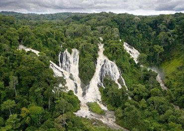 Габону заплатили за защиту тропических лесов