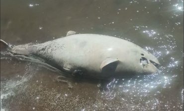 В Азовском море массово мрут дельфины: тела выбрасывает на берег Мариуполя