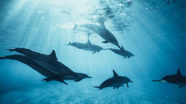 Россия удвоила количество боевых дельфинов для защиты военно-морской базы в Крыму