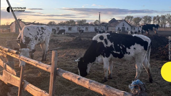НА ДП «РИХАЛЬСЬКЕ» ЗАГИНУЛИ ДВІ КОРОВИ. ПІДПРИЄМСТВО ПІДОЗРЮЄ ПРОВОКАЦІЮ І ВИМАГАЄ РОЗСЛІДУВАННЯ