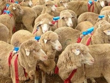 Сбиться в стадо овец заставил собственный эгоизм