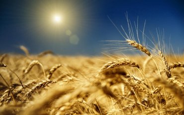 Цены на украинское зерно падают
