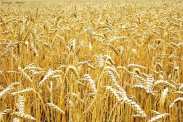 Украина и США хотят создать новые сорта пшеницы