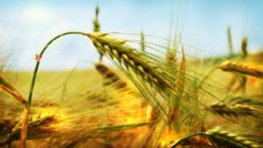Сыграет ли на руку Украине снижение урожая зерновых в России?