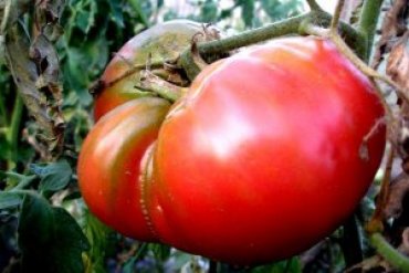 Россия пугает крымчан опасными помидорами из Украины: там свирепствует южноафриканская томатная моль