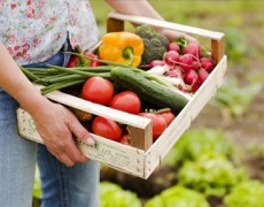 Украина нарастила экспорт овощей в Белоруссию