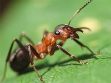 Почему муравьи маршируют, пока не умрут