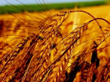 В Украине подорожают зерновые культуры